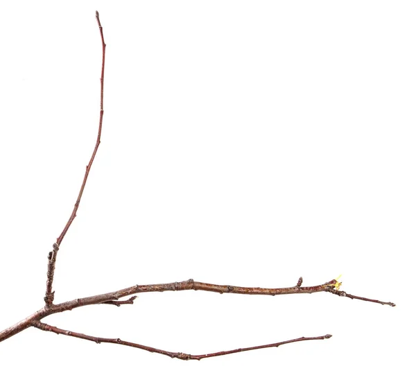 Суха гілка плодового дерева. Ізольовані на білому тлі — стокове фото