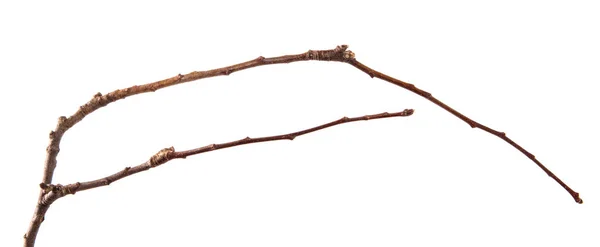 Torr gren av frukt träd. Isolerad på vit bakgrund — Stockfoto