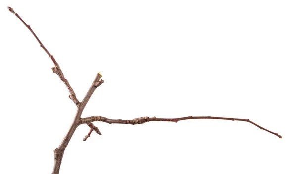 Trockener Zweig des Obstbaums. isoliert auf weißem Hintergrund — Stockfoto