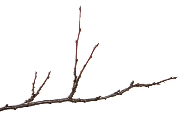 Trockener Zweig des Obstbaums. isoliert auf weißem Hintergrund — Stockfoto