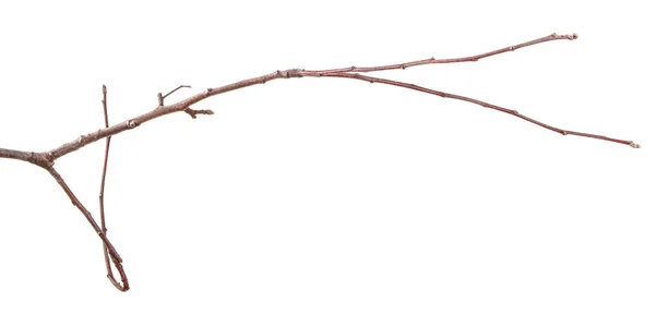 Сухая ветвь фруктового дерева. Изолированный на белом фоне — стоковое фото