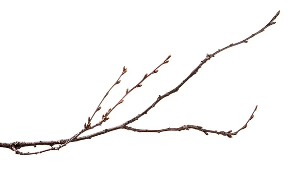 Dry branch of the fruit tree. Isolated on white background — Stock Photo, Image