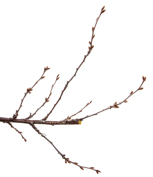 Meyve ağacının kuru dalı. Beyaz arka planda yalıtılmış — Stok fotoğraf