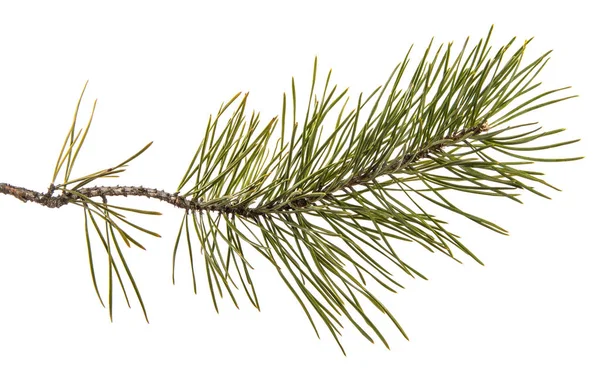 Part of the pine branch. Isolated on white background — Stock Photo, Image