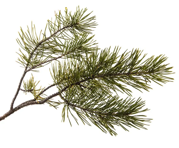 Part of the pine branch. Isolated on white background — Stock Photo, Image