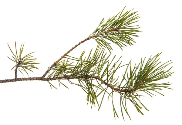 Part of the pine branch. Isolated on white background Royalty Free Stock Photos