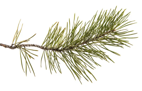 Part of the pine branch. Isolated on white background Royalty Free Stock Images