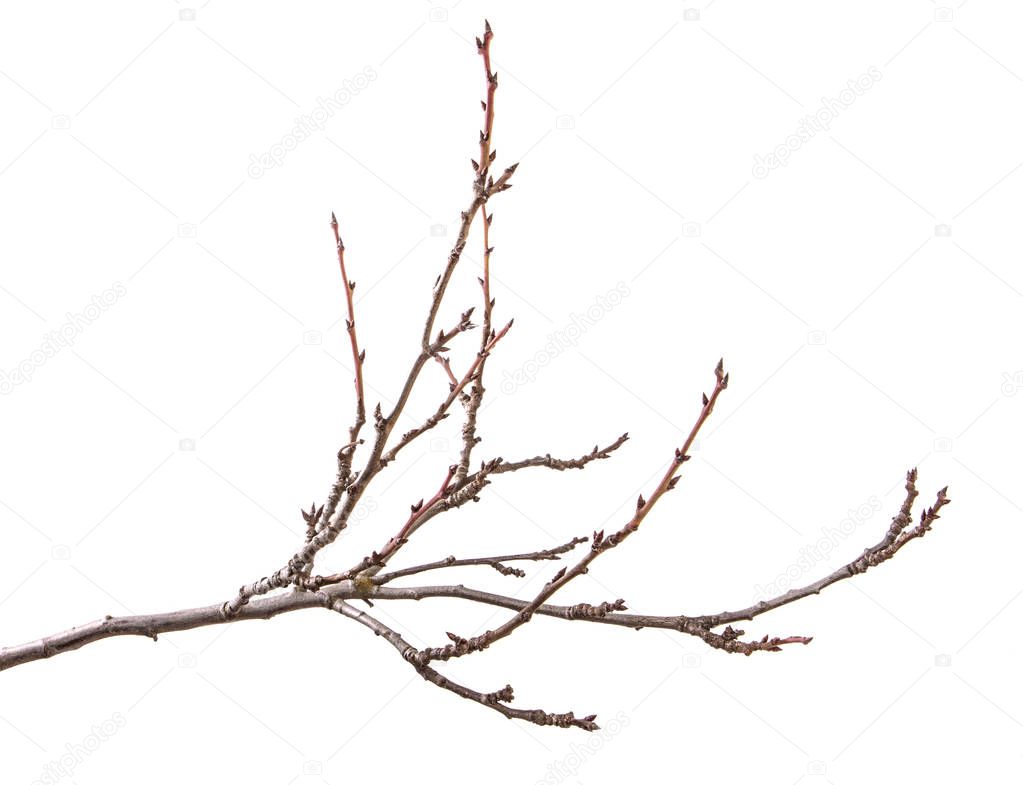 Dry branch of the fruit tree. Isolated on white background