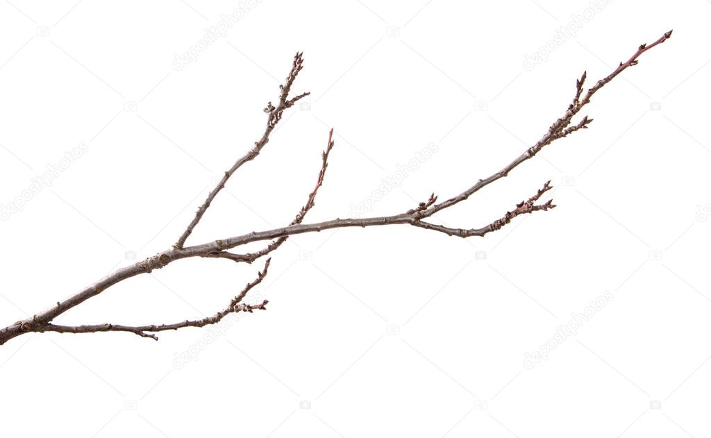 Rama seca del árbol frutal. Aislado sobre fondo blanco 2023