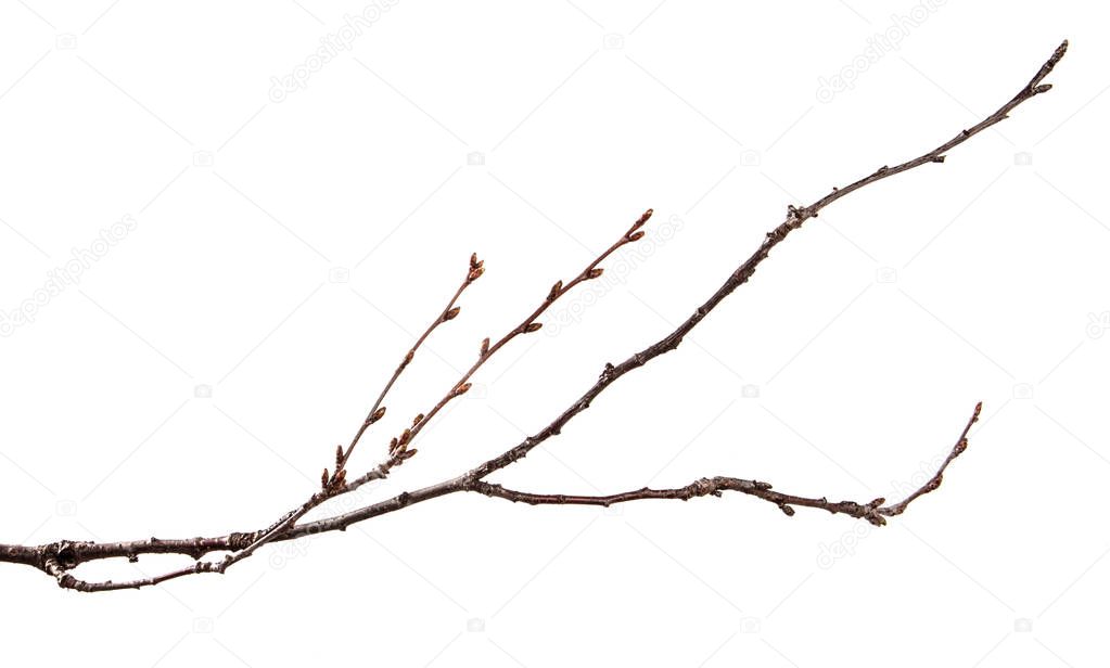 Dry branch of the fruit tree. Isolated on white background