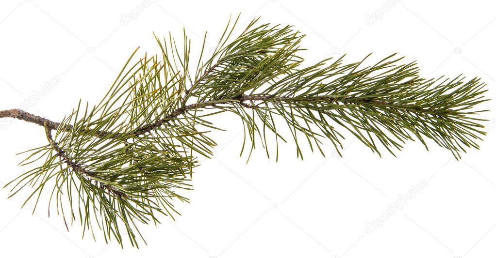 part of the pine branch. Isolated on white background