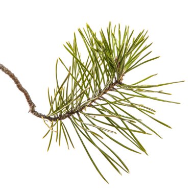 çam şubesinin bir parçası. Beyaz arka planda yalıtılmış