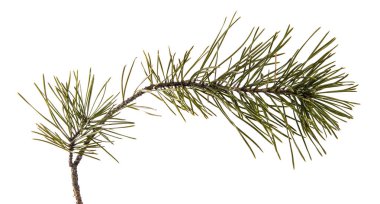 çam şubesinin bir parçası. Beyaz arka planda yalıtılmış