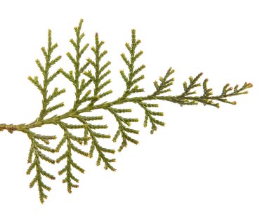 bir ardıç çalı parçası. Beyaz arka planda yalıtılmış