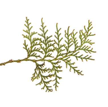 bir ardıç çalı parçası. Beyaz arka planda yalıtılmış