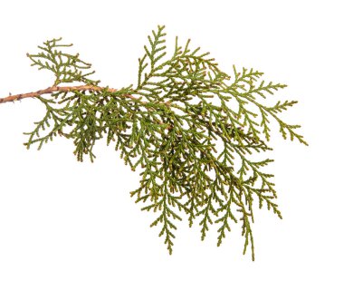 bir ardıç çalı parçası. Beyaz arka planda yalıtılmış