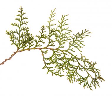 bir ardıç çalı parçası. Beyaz arka planda yalıtılmış