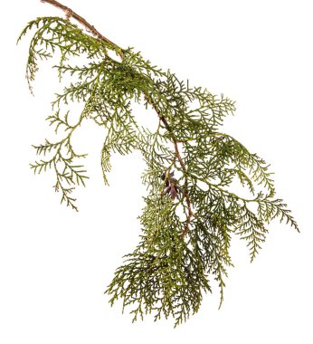 bir ardıç çalı parçası. Beyaz arka planda yalıtılmış