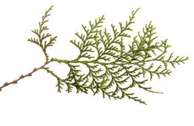 bir ardıç çalı parçası. Beyaz arka planda yalıtılmış