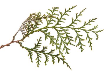 bir ardıç çalı parçası. Beyaz arka planda yalıtılmış