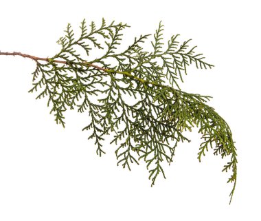 bir ardıç çalı parçası. Beyaz arka planda yalıtılmış