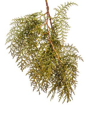 bir ardıç çalı parçası. Beyaz arka planda yalıtılmış