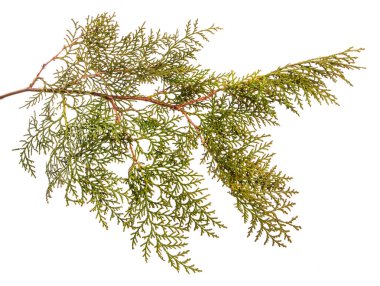 bir ardıç çalı parçası. Beyaz arka planda yalıtılmış