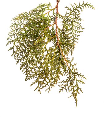 bir ardıç çalı parçası. Beyaz arka planda yalıtılmış