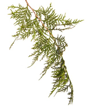 bir ardıç çalı parçası. Beyaz arka planda yalıtılmış