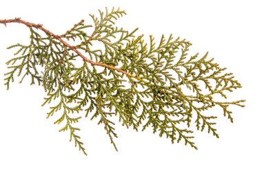 bir ardıç çalı parçası. Beyaz arka planda yalıtılmış