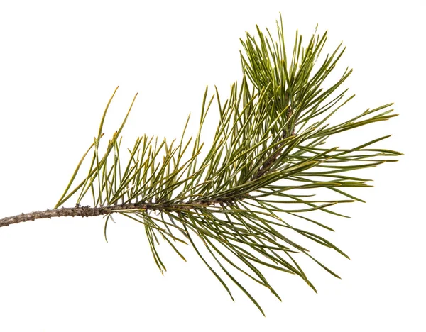 Part of the pine branch. Isolated on white background — Stock Photo, Image