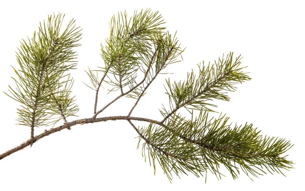 Part of the pine branch. Isolated on white background — Stock Photo, Image