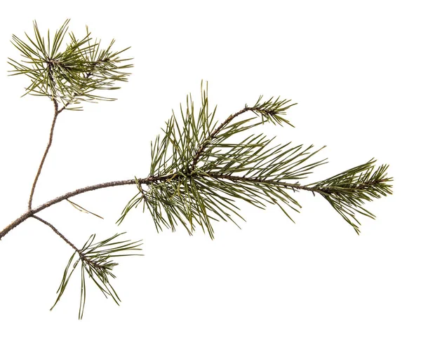 Onderdeel van de Pine Branch. Geïsoleerd op witte achtergrond — Stockfoto