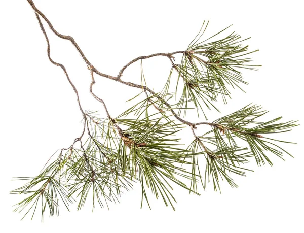 松の枝の一部。白の背景に分離 — ストック写真