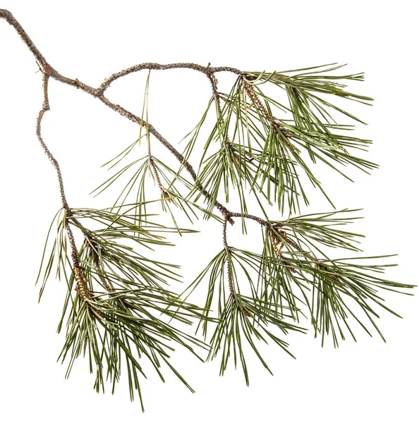 Part of the pine branch. Isolated on white background — Stock Photo, Image