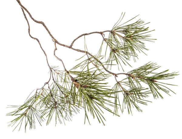 Part of the pine branch. Isolated on white background Stock Picture