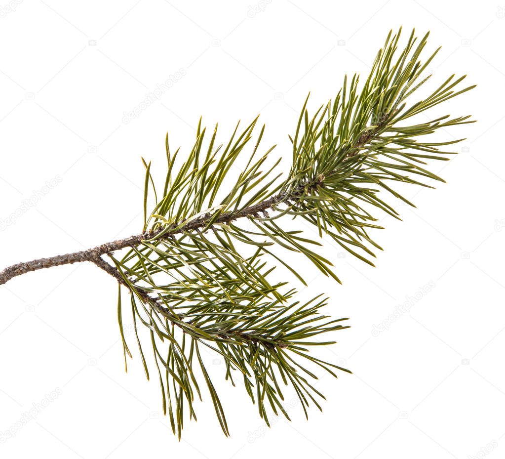 part of the pine branch. Isolated on white background