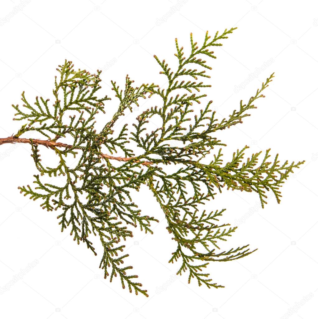 part of a juniper bush. Isolated on white background