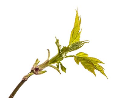 genç yeşil yaprakları ile akçaağaç ağacı dalı. beyaz bac izole