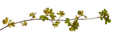 hastalıketkilenen yaprakları ile dal frenk üzümü çalı. Yalıt