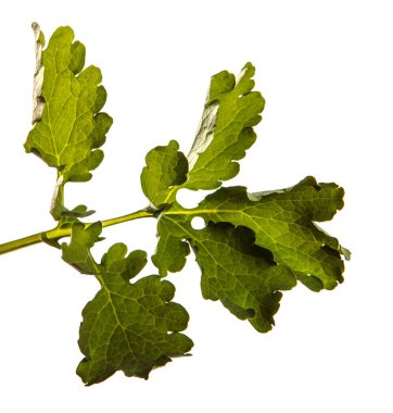 yeşil yaprak celandine. beyaz arka plan üzerinde izole