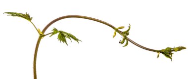 Asma ile bir tırmanma bitkisinin yeşil yaprakları. beyaz izole 