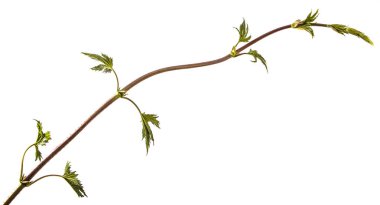 Asma ile bir tırmanma bitkisinin yeşil yaprakları. beyaz izole 