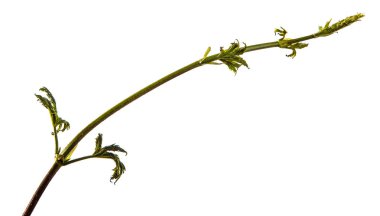 Asma ile bir tırmanma bitkisinin yeşil yaprakları. beyaz izole 