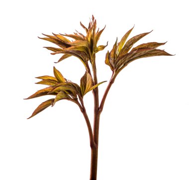 Genç filizler şakayık çiçekleri. beyaz arkaplanda izole