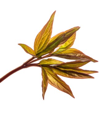 Genç filizler şakayık çiçekleri. beyaz arkaplanda izole