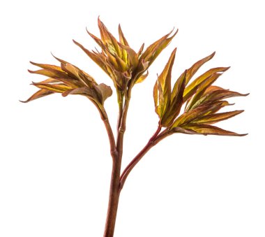 Genç filizler şakayık çiçekleri. beyaz arkaplanda izole