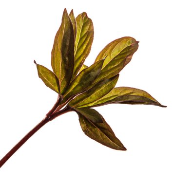 Genç filizler şakayık çiçekleri. beyaz arkaplanda izole