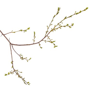 erik ağacının dalı. yeşil genç yaprakları. beyaz b izole