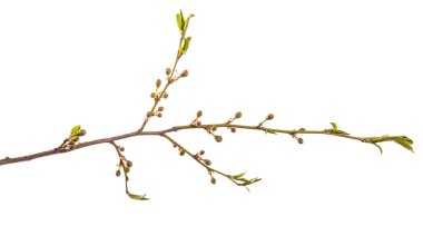 erik ağacının dalı. yeşil genç yaprakları. beyaz b izole